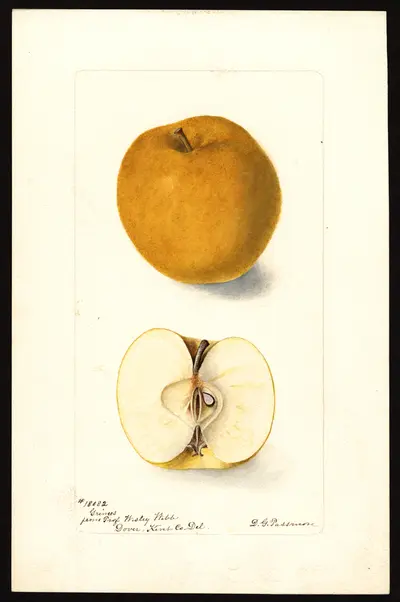 USDA watercolor illustration of Grimes Golden