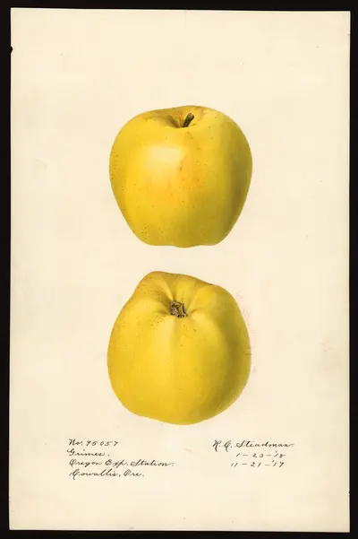 USDA watercolor illustration of Grimes Golden