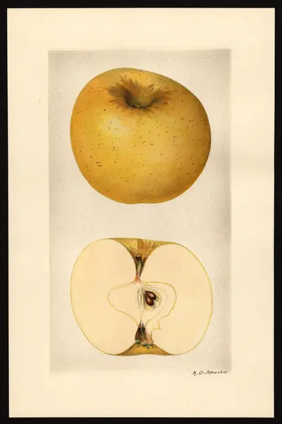 USDA watercolor illustration of Grimes Golden