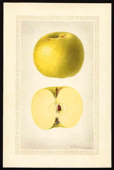 USDA watercolor illustration of Grimes Golden