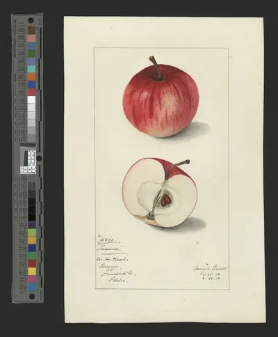 USDA watercolor illustration of Fameuse