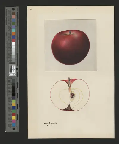 USDA watercolor illustration of Fameuse