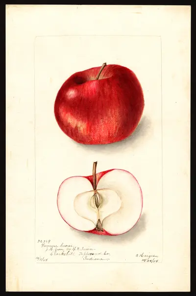 Watercolor of Fameuse Sucre