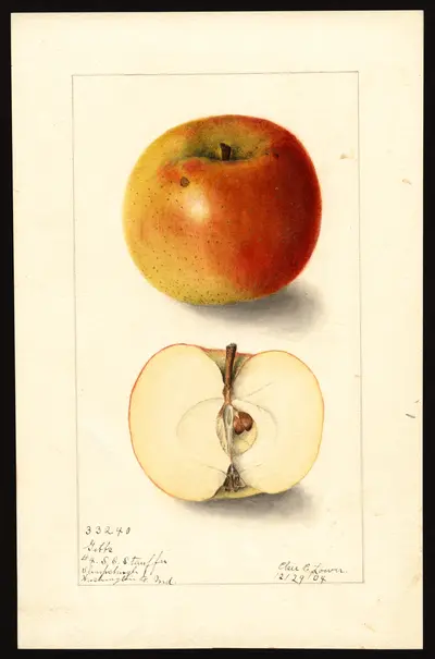 USDA watercolor illustration of Gibbs