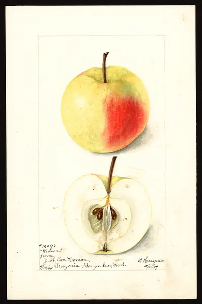 Watercolor of Gideon