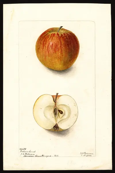 Watercolor of Gideon Sweet