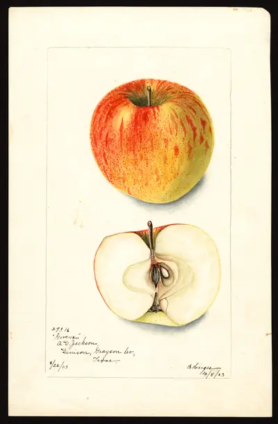 USDA watercolor illustration of Givens