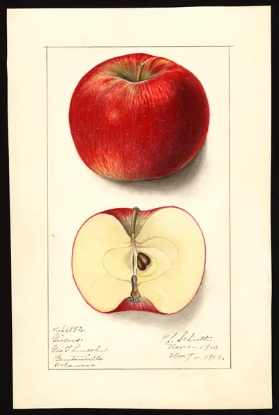 USDA watercolor illustration of Givens