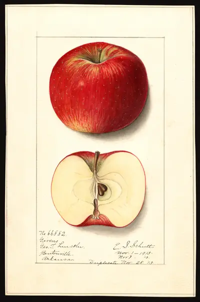 USDA watercolor illustration of Givens