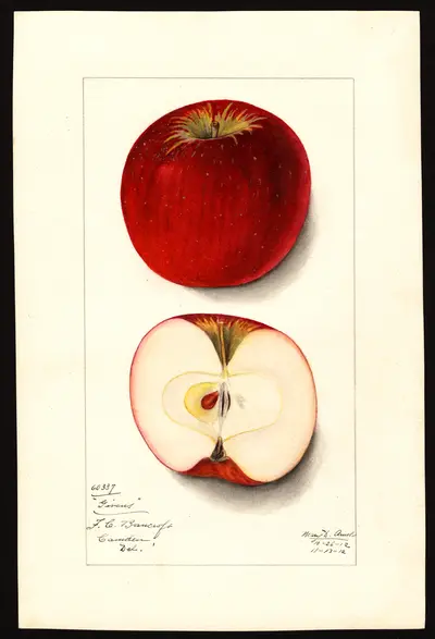 USDA watercolor illustration of Givens