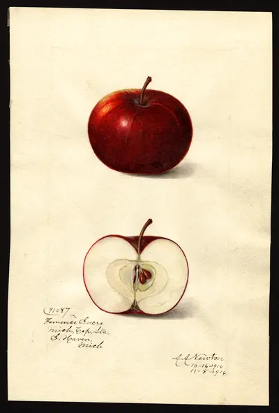 USDA watercolor illustration of Fameuse Sucre