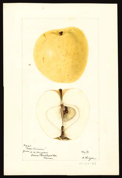 Watercolor of Green Crimean