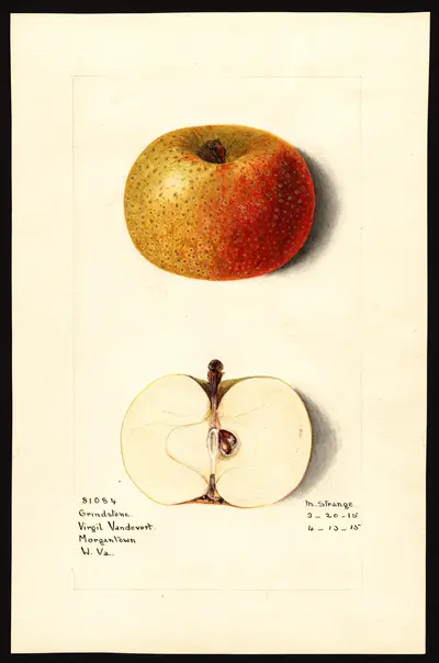 USDA watercolor illustration of American Pippin