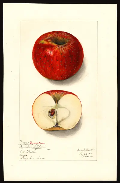 USDA watercolor illustration of American Pippin
