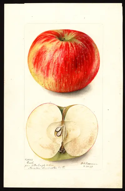 USDA watercolor illustration of Summer Rambo