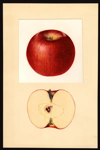 Watercolor of Haralson