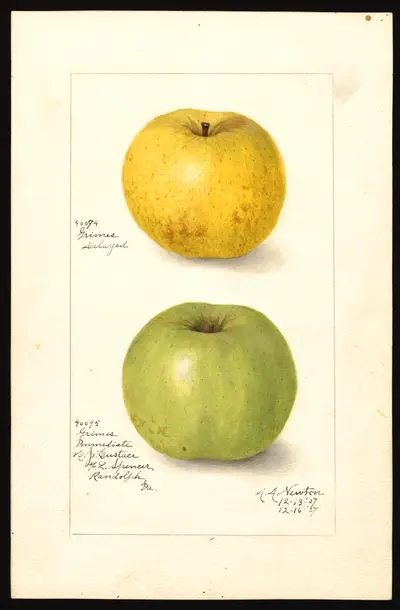 USDA watercolor illustration of Grimes Golden