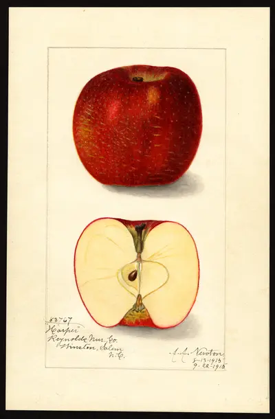 Watercolor of Harper