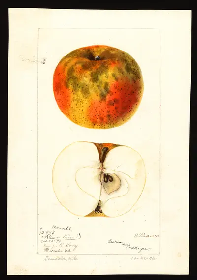 Watercolor of Balls Choice
