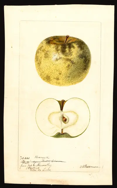 USDA watercolor illustration of Balls Choice