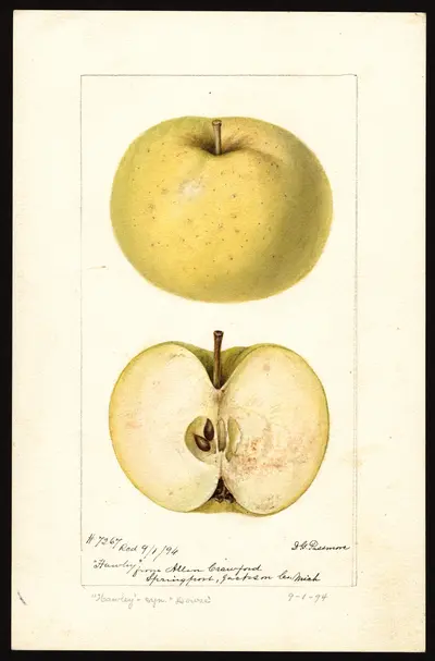 USDA watercolor illustration of Hawley