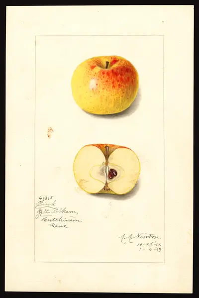 USDA watercolor illustration of Fink