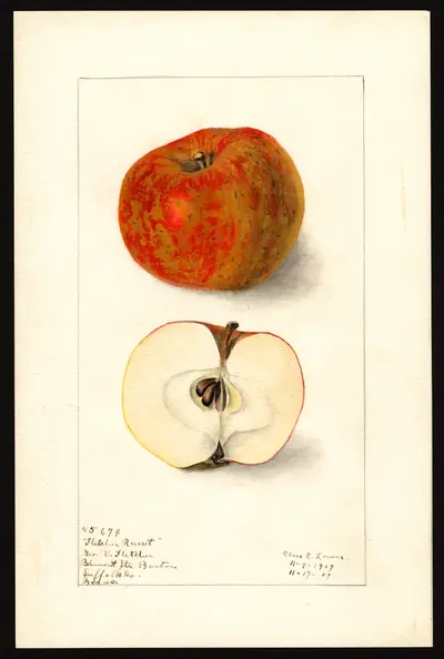 USDA watercolor illustration of Fletcher Russet