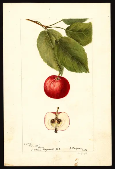 USDA watercolor illustration of Florence
