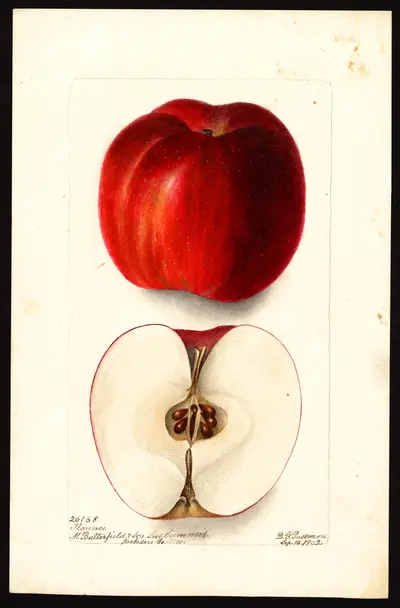 USDA watercolor illustration of Florence