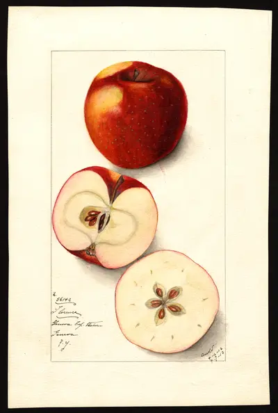 USDA watercolor illustration of Florence