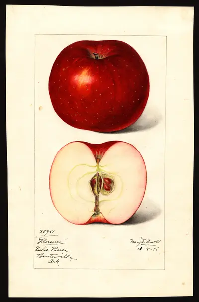 USDA watercolor illustration of Florence