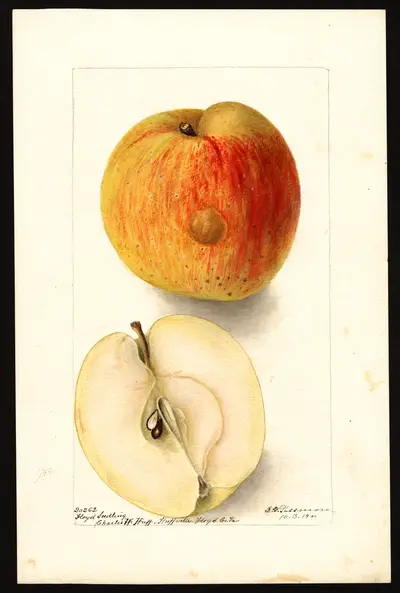 USDA watercolor illustration of Floyd