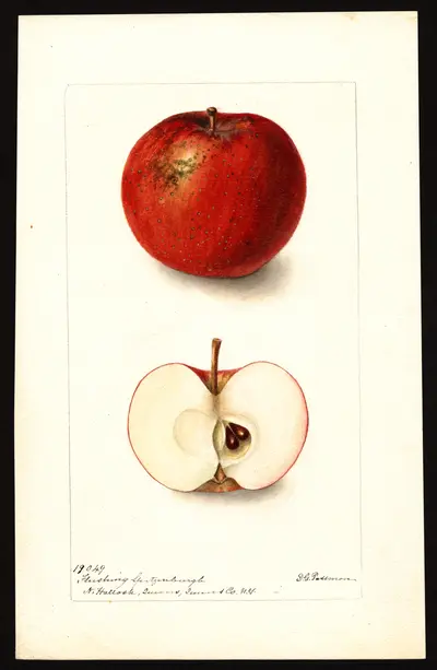 USDA watercolor illustration of Roseau