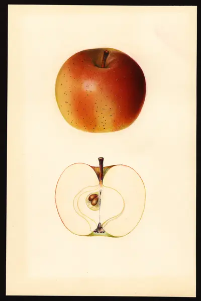USDA watercolor illustration of Gibbs