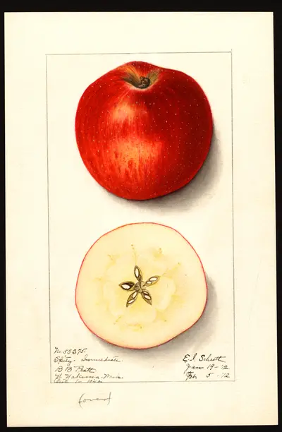 USDA watercolor illustration of Esopus Spitzenberg