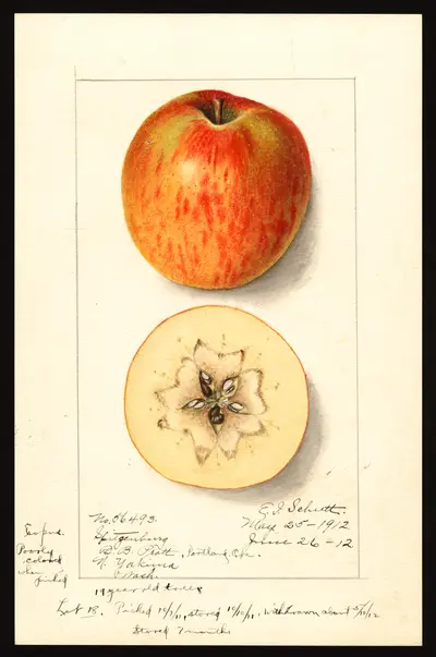 USDA watercolor illustration of Esopus Spitzenberg