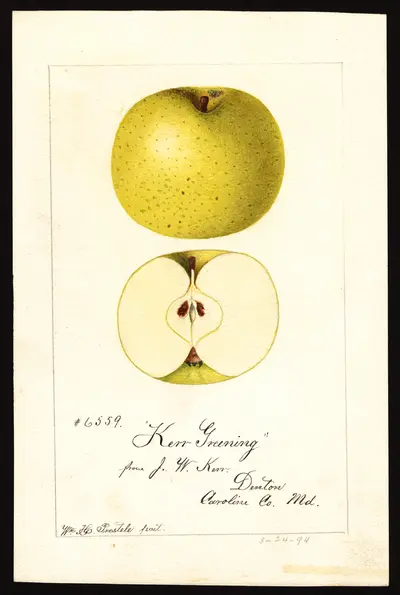 Watercolor of Kerr Greening