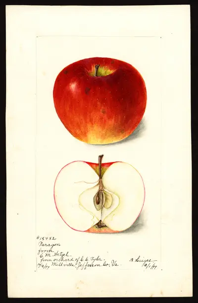 Watercolor of Paragon