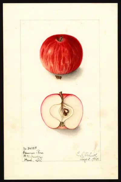 Watercolor of Summer Rose