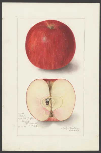 USDA watercolor illustration of Peter