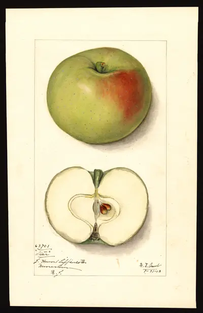 USDA watercolor illustration of Star