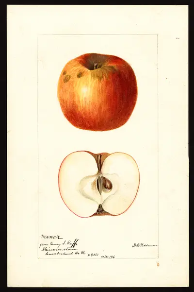 USDA watercolor illustration of Manor