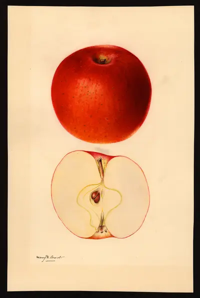 USDA watercolor illustration of Bentley