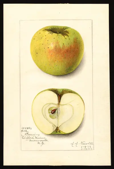 USDA watercolor illustration of Bottle Greening