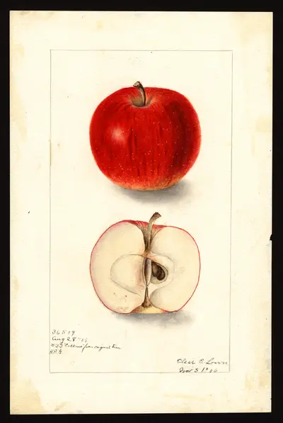 USDA watercolor illustration of Collins