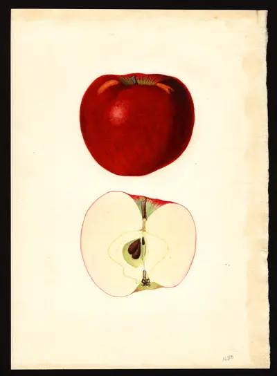 USDA watercolor illustration of CORTLAND