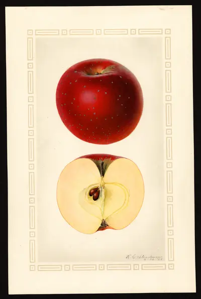 USDA watercolor illustration of Klickitat
