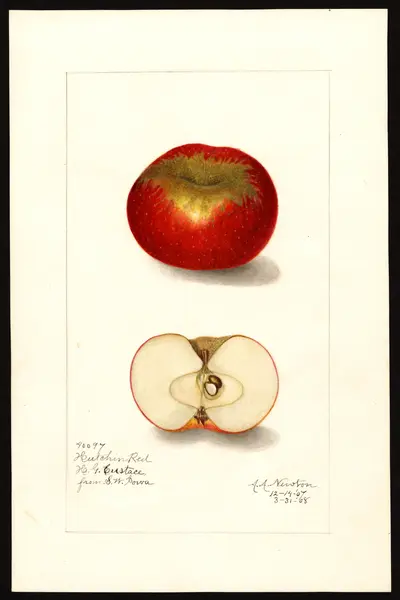 Watercolor of Hutchins Red