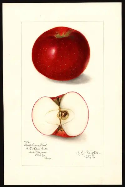 USDA watercolor illustration of Hutchins Red