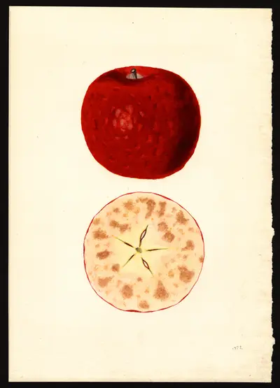 USDA watercolor illustration of Gano